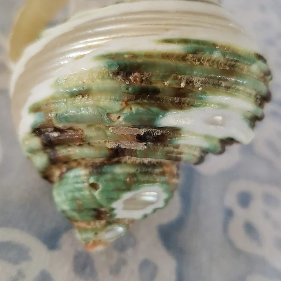 Carved Seashell with Rabbit - Picture 11 of 15